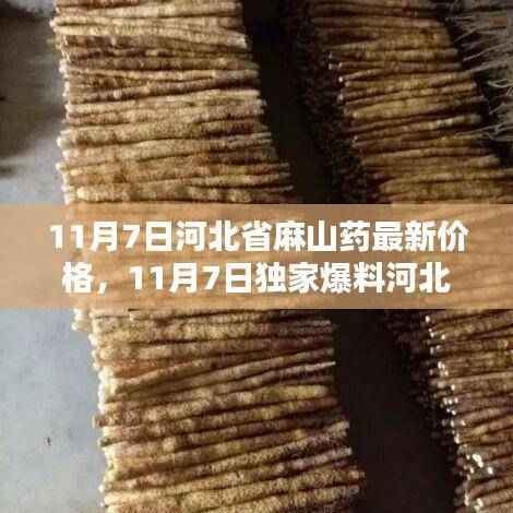 独家爆料,河北省麻山药最新行情及价格走势揭秘(11月7日)