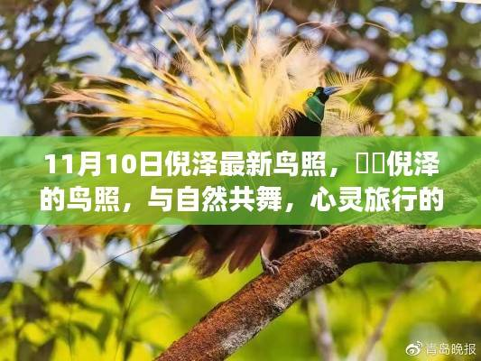 倪泽最新鸟照,与自然共舞的心灵启示