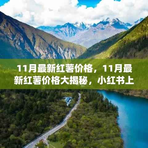 11月最新红薯价格揭秘,热门食材小红书行情一览