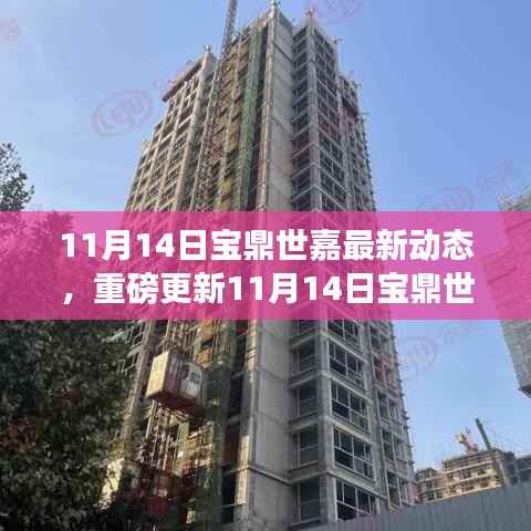 11月14日宝鼎世嘉独家揭秘,最新动态与精彩瞬间不容错过