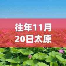 太原公交856路线,历史变迁、最新动态与影响回顾