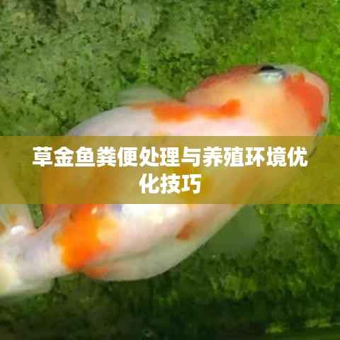 草金鱼粪便处理与养殖环境优化技巧
