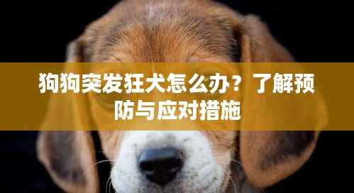 狗狗突发狂犬怎么办？了解预防与应对措施