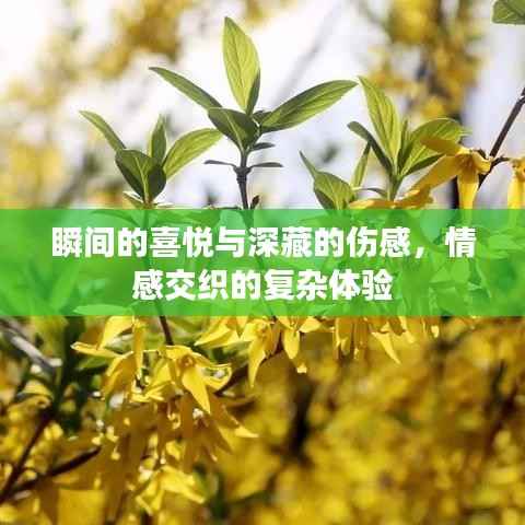 瞬间的喜悦与深藏的伤感，情感交织的复杂体验